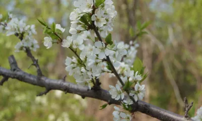 Каждый второй благовещенец проведет майские праздники дома