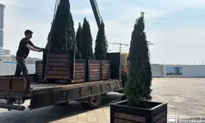 Туи украсили территорию Трибуны Холл в Благовещенске