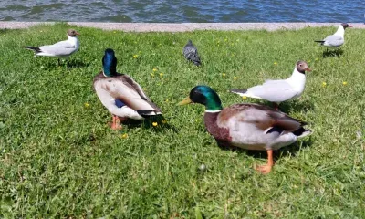 Весенняя охота на гусей и уток стартует на севере Приамурья