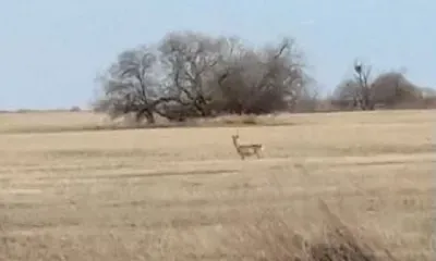 Косуля на просторах Муравьевского заказника попала на фото