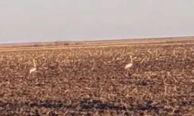 Редкость: восемь краснокнижных даурских журавлей увидели в Приамурье