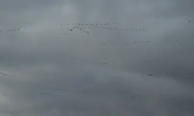 Стаи гусей летят в амурский заказник