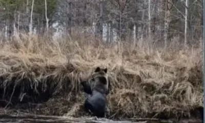 Медведь во время купания в реке попал на фото в Приамурье
