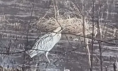 Редкая большая выпь попала на фото в Тындинском округе