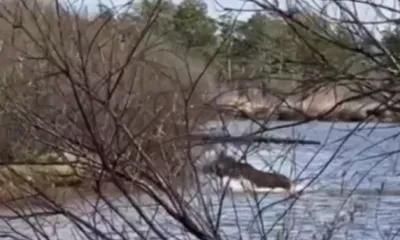 Симпатичную лосиху сняли на видео в Ташинском заказнике в Приамурье