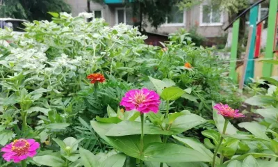 Владельцев ларьков в Благовещенске обязали стричь газоны