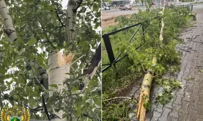 Дерево упало на подростка в Благовещенске, ребенок в больнице
