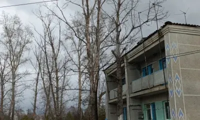 Детей страшно выпускать во двор: ЛДПР разбирается с аварийными тополями в селе Николо-Александровка