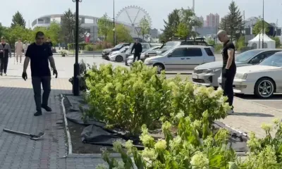 Белые гортензии впервые украсят центр Благовещенска