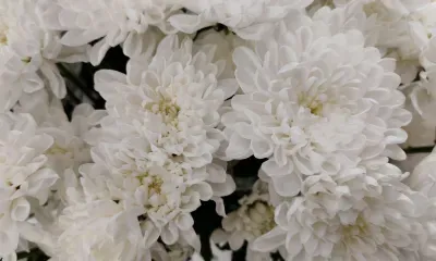Завозные хризантемы с опасным грибком сожгут в Приамурье