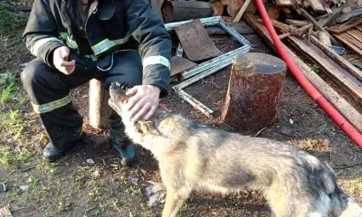 Собаку и микроавтобус спасли во время пожара на даче в Приамурье