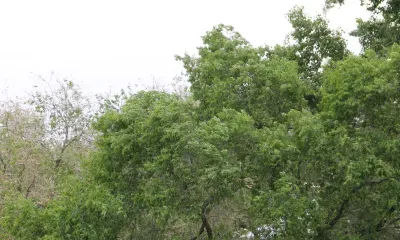 Сильный ветер ожидается в Амурской области 12 июня