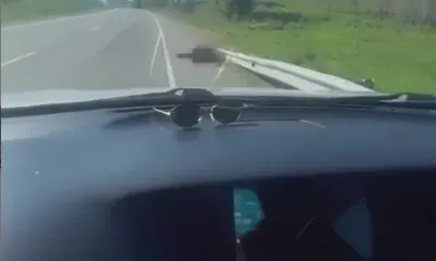 Медвежонок погиб на трассе в Амурской области