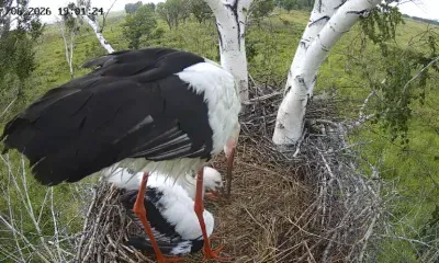 Видео, где аист кормит птенца, опубликовал амурский орнитолог