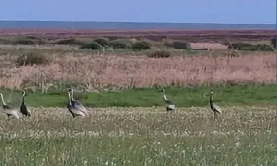 Даурских журавлей стало больше в Приамурье