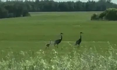 Семья даурских журавлей с птенцом на прогулке попала на видео
