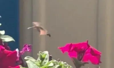 Похожую на колибри бабочку сняли на видео в Приамурье