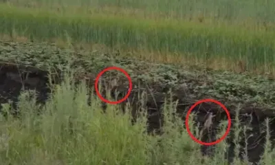 Десяток фазанят с мамой заметил и снял на видео охотовед