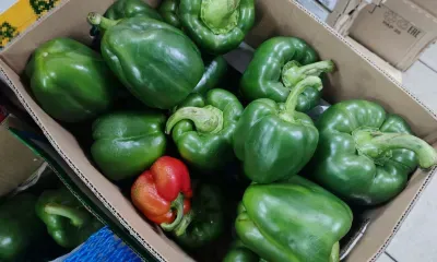Перцы из Китая с вирусом сожгут в Амурской области