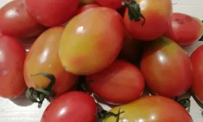 Зеленые помидоры в августе: как ускорить их созревание
