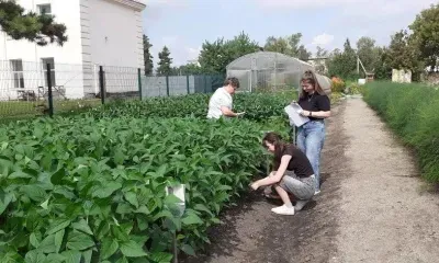 Эксперимент на пришкольном участке удивил ученых рекордным ростом сои