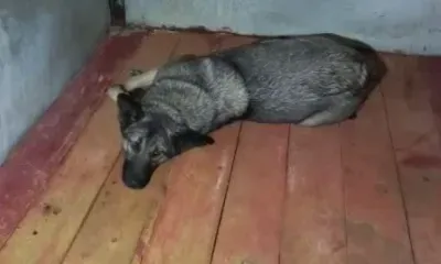 Бездомные собаки вернутся из приютов в муниципалитеты