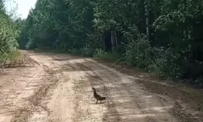 Неторопливую самку глухаря сняли на видео в Приамурье