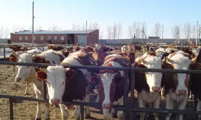 Прививки от ящура и сибирской язвы поставили амурским коровам