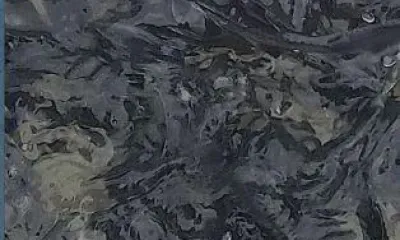 Самую крупную за всю историю партию мальков осетра выпустили в Приамурье