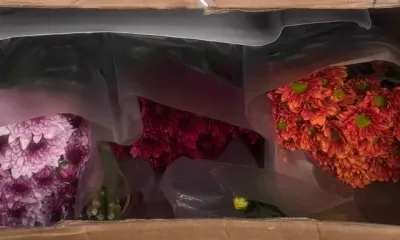 Цветы с табачной белокрылкой пытались ввести в Россию из Китая