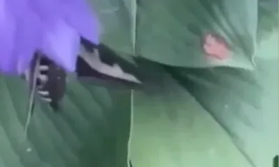 Похожую на колибри бабочку сняли на видео в Хинганском заповеднике