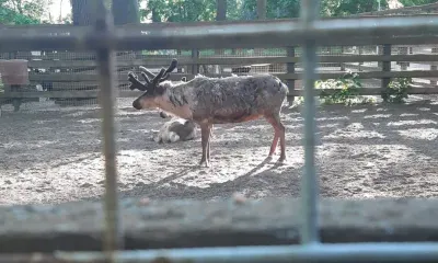 Охоту на самцов лося и изюбря открыли в Амурской области
