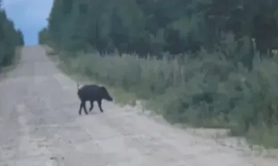 Молодого кабанчика успел снять на видео очевидец перед тем, как тот скрылся в кустах