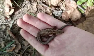 Живородящая ящерка в Белогорском округе: народная примета об удаче
