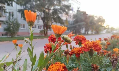 Удобрение из бархатцев сделает землю на участке плодороднее