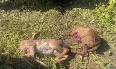 Браконьеры убили пару юных косуль из нелегального ружья