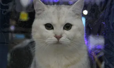Новый вид кошек открыли впервые за 100 лет