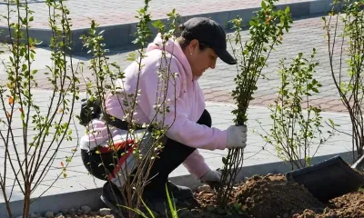 Новые деревья и кустарники высаживают на улицы областного центра
