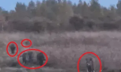 Кабаны почти вплотную подошли к охотинспекторам в Приамурье