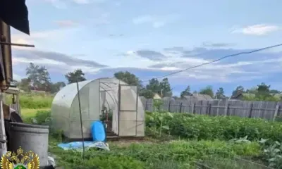 Теплица принесла обильный урожай и проблемы с законом амурчанину