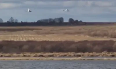 Лебеди в полете: редких птиц сняли на камеру в Амурской области