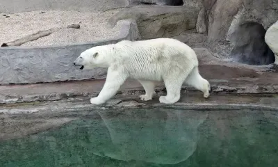 Белый медведь напал на рабочего на Таймыре