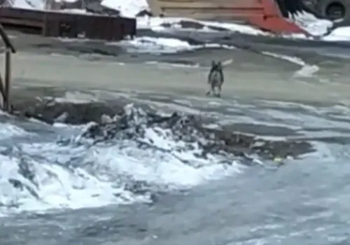 Бродячие собаки в амурском поселке загнали косулю из леса и съели ее