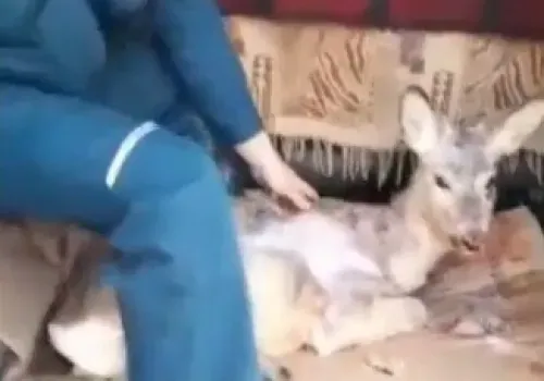 Косуля в Сковородине застряла в заборе, убегая от стаи собак