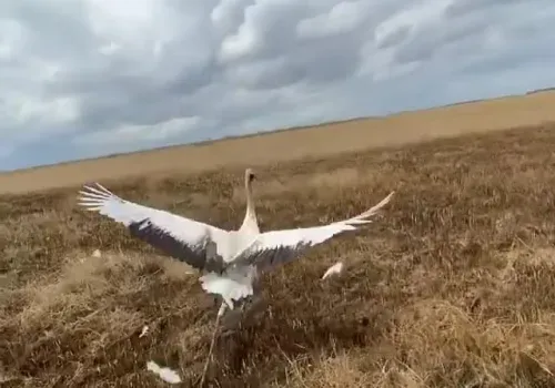 Японского журавля выпустили в дикую природу из парка в Тамбовском районе