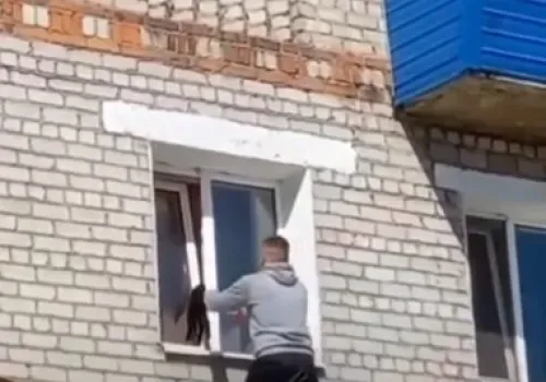 Умирающего кота вытащили из открытого окна в Белогорске