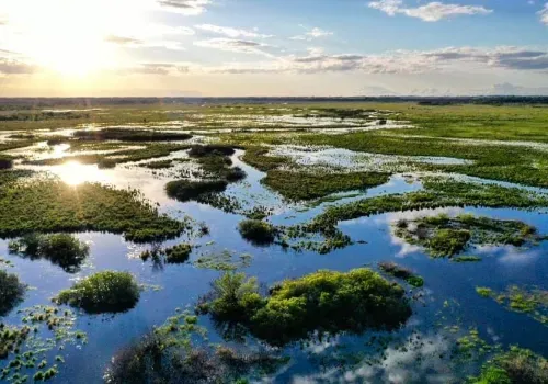 Гнезд краснокнижных журавлей стало меньше в Приамурье после затопления участков