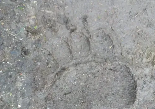 Медведь в амурском селе растерзал 10 птиц при нападении на курятник