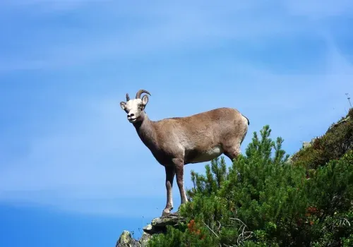 В национальном парке Зейского района закроют границы для охраны редких баранов
