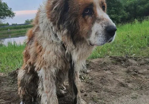 Амурчане спасают животных, пострадавших от паводка